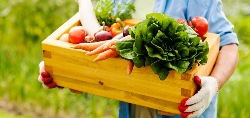 cesta-de-alimentos-organicos