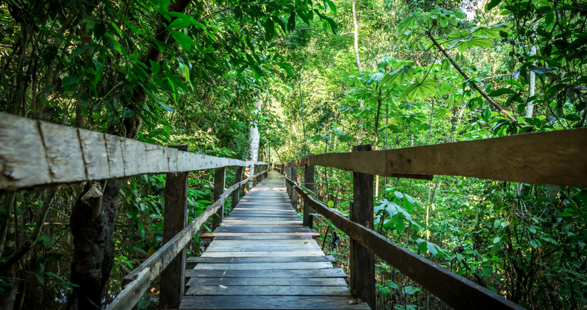 Semana do Meio Ambiente: participe de trilha ecolgica com a Unimed Fortaleza