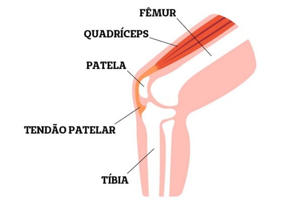 Ilustração estruturas do joelho