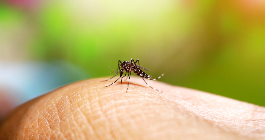 mosquito Aedes Aegypti transmissor de arboviroses