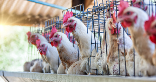 A gripe aviria (H5N2) oferece riscos para humanos? Fique alerta!