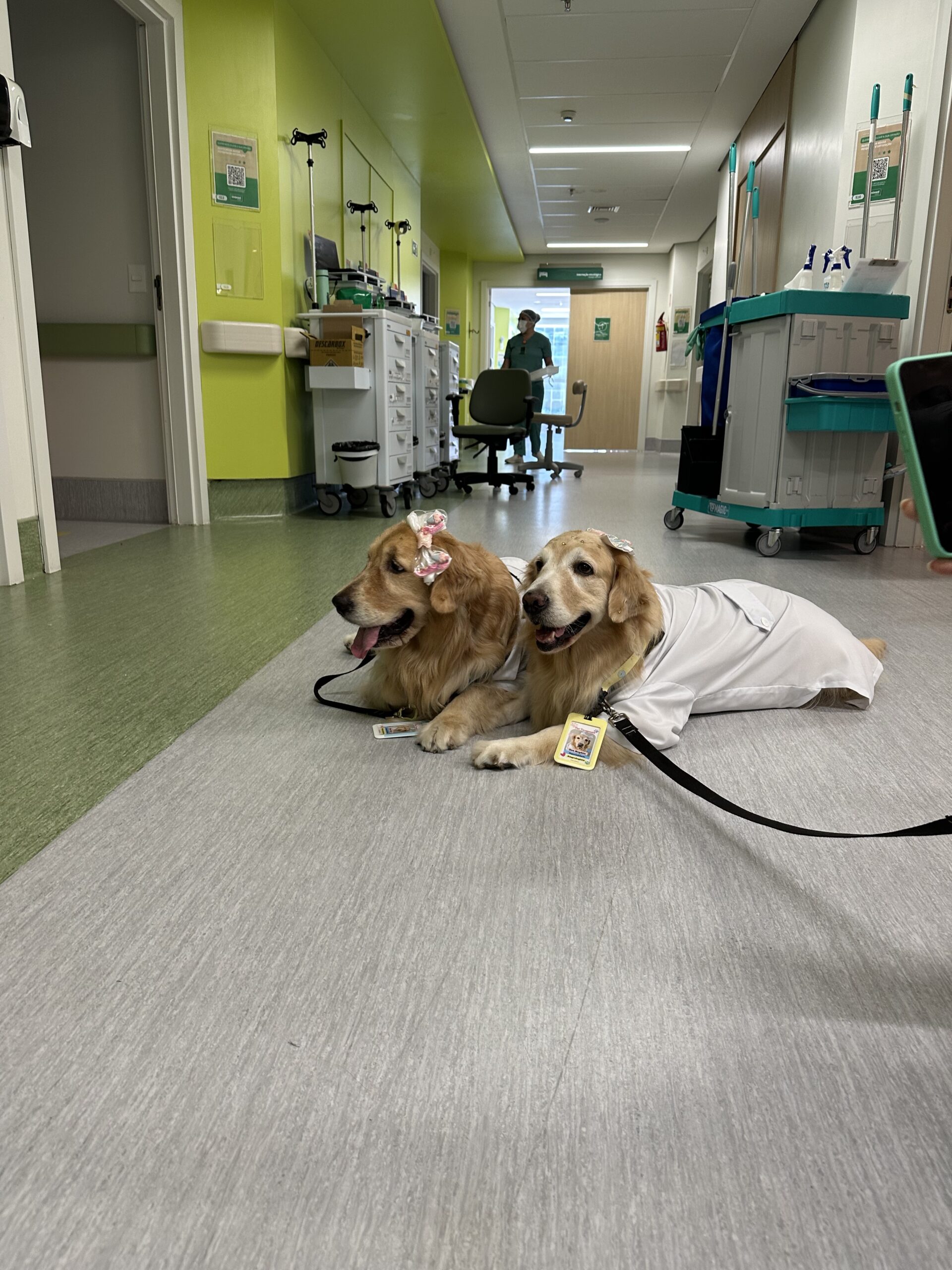 Cachorros deitados no cho