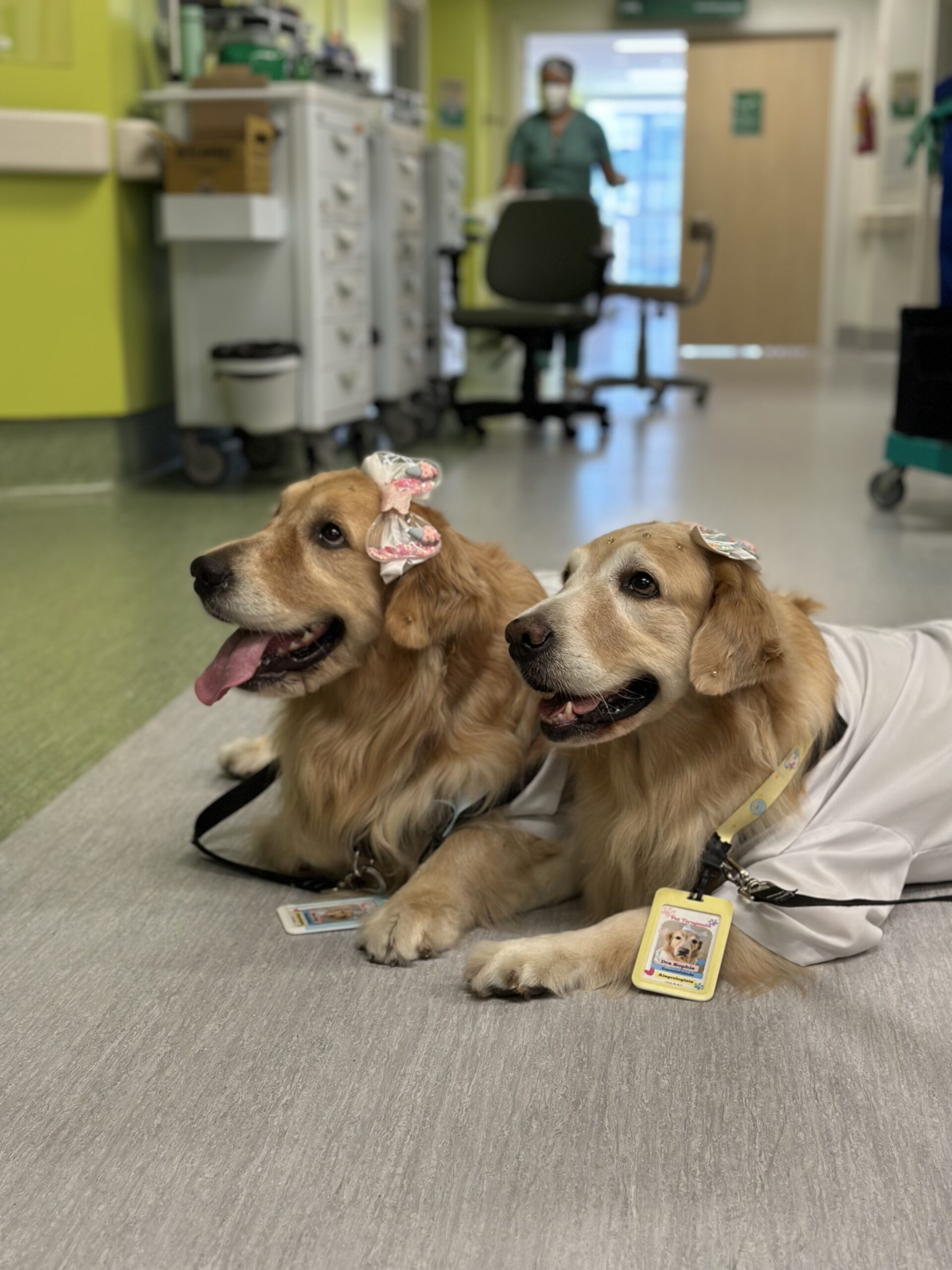 Cachorros deitados no cho