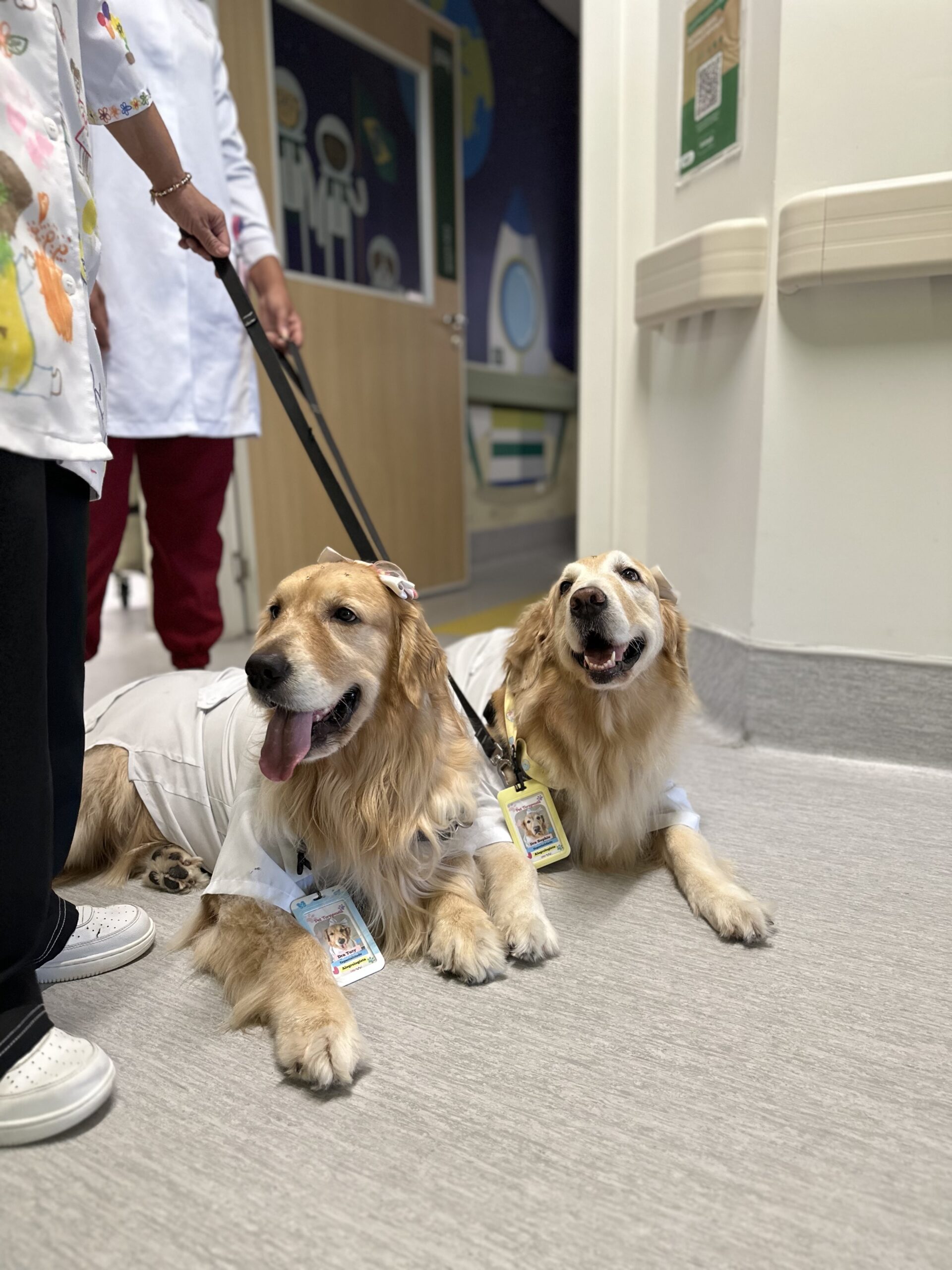 Cachorros deitados no cho